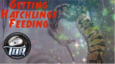 How to feed ball python hatchlings