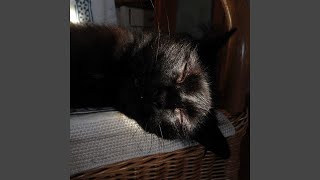 LMTYS lazy cat