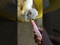 Baby Goat Tries Pink Milk for the First Time 🍼🐐💕 #cute #cutefarmanimal