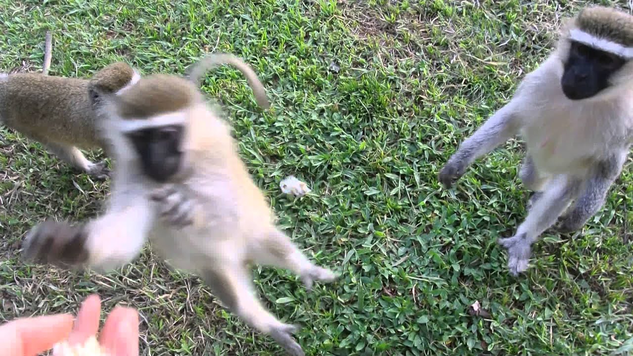 Was Mean To These Monkeys YouTube