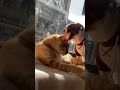 【Jack Russell Terrier傑克羅素㹴BonBon】is love#橘貓#柴犬#shorts