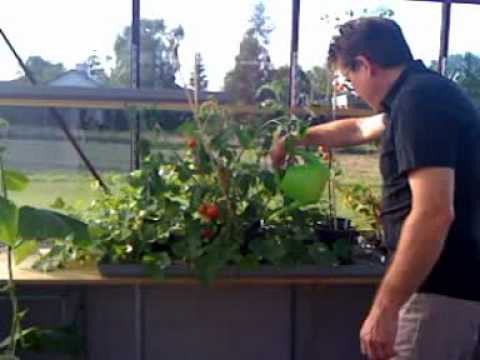 Video: Trädgårdsgubbe