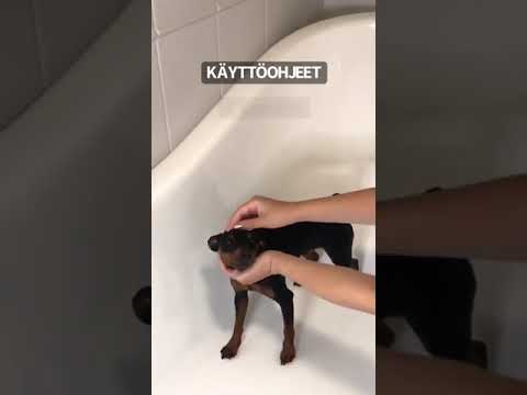 Video: Koiran shampoo Vaihtoehto