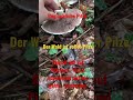 Champigons - Wald &amp; Wiese voller Speisepilze ! Oktober 2022
