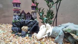 Albino crawfish fight