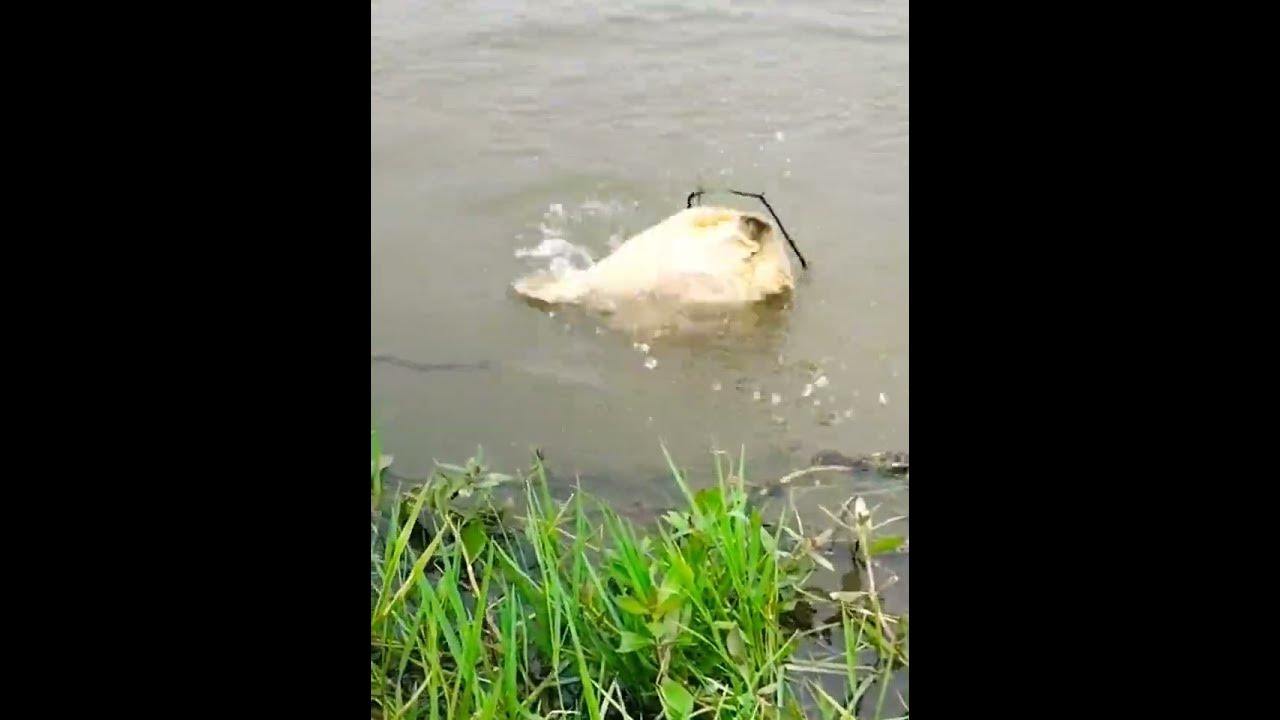 snapping turtle, turtle turtles, Best trapping turtle river, Best