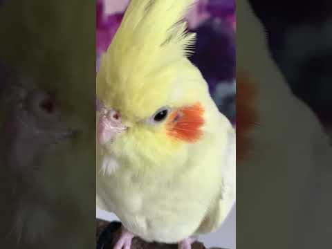 What's Inside a Bird's Ear?