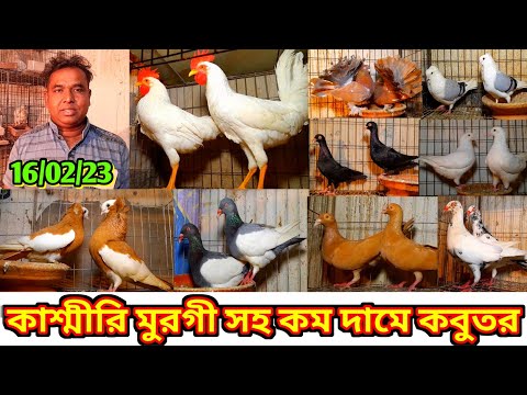 একদম হট কালেকশন | কাশ্মীরি মুরগী সহ কম দামে কবুতর কিনুন👉হাই কোয়ালিটি ফেন্সি কবুতর