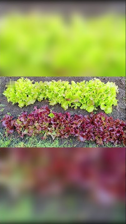 Делюсь секретом выращивания аппетитного салата! Как вырастить ранний ...