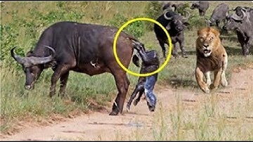 Mother Leopard Attack Giant Python To Protect Cub - Leopard vs Snake Python
