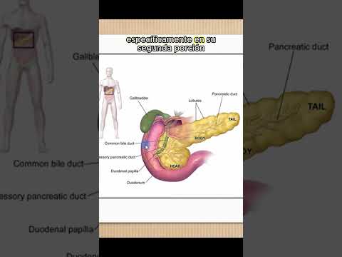 Páncreas: Funciones clave