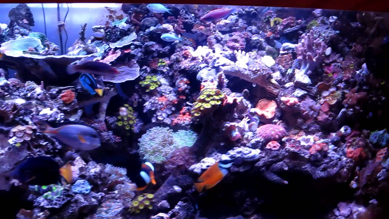 reef Ai Sol blue.. - YouTube