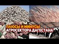 Ветеринарное недоразумение и другие приключения фермеров