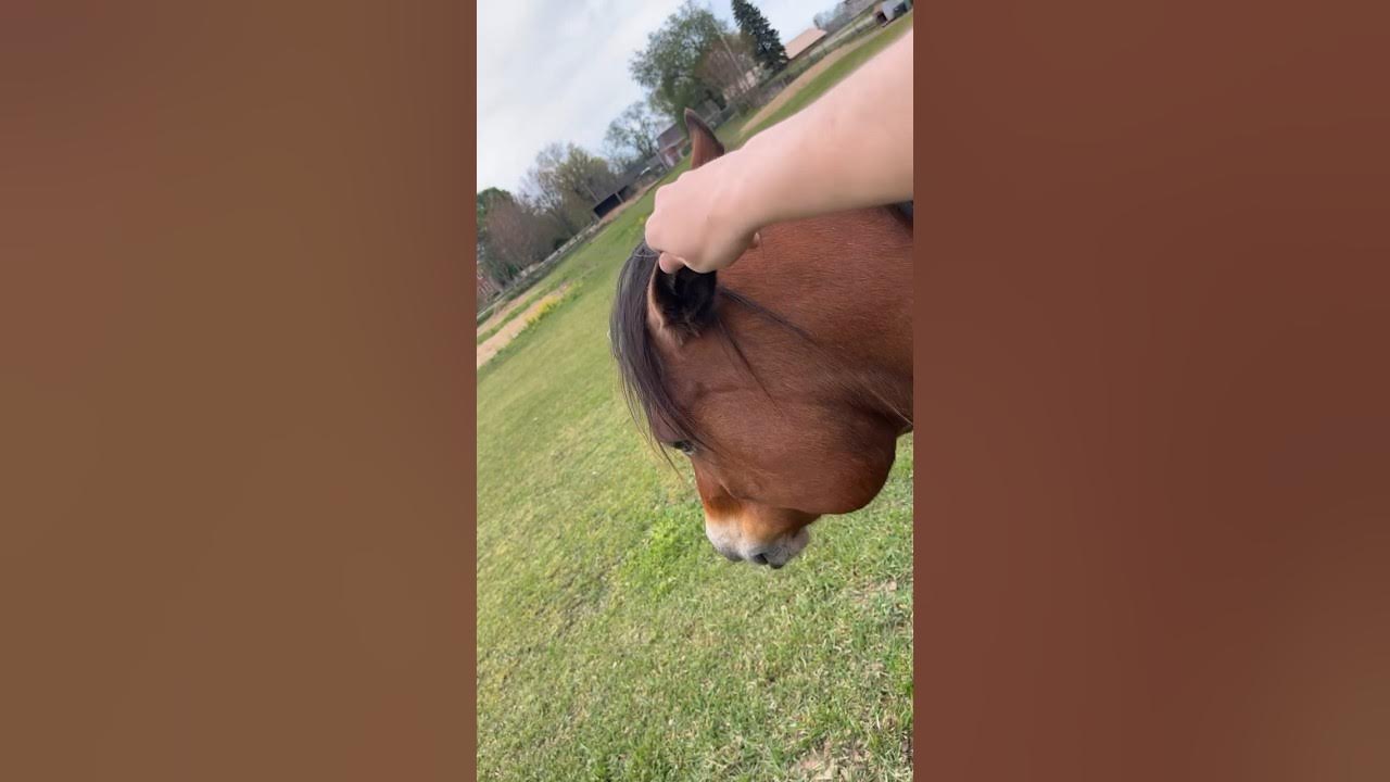 he-let-me-touch-his-ear-youtube