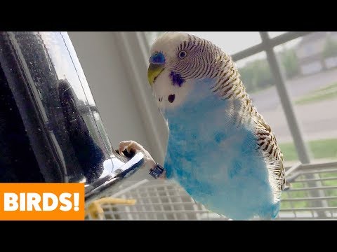 cute-funny-birds-|-funny-pet-videos
