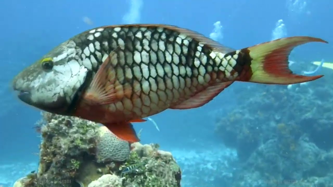 Bumphead Parrotfish Battle - One Minute Monday