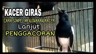 RAWATAN KACER GIRAS AGAR JINAK DAN GACOR