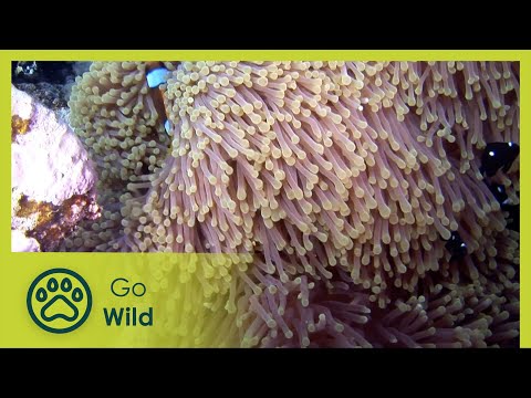 The Underwater City - Water Life 21/26 - Go Wild