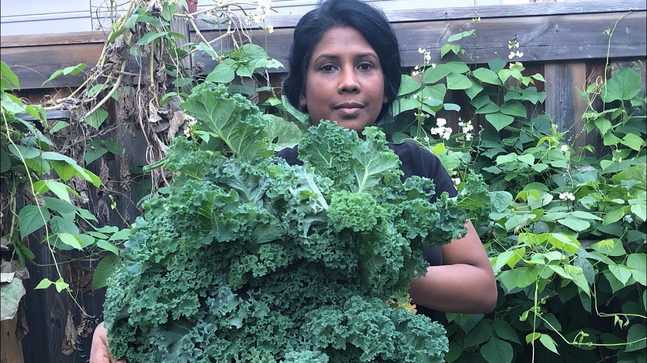 Harvesting kale from my garden and making delicious chips YouTube