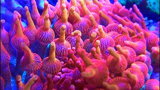 Bubble Tip Anemone Care