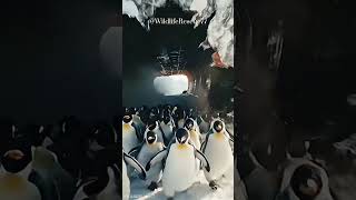Frozen Ship Rescue: Emperor Penguin Chicks Emerge from Antarctic Ice #penguinrescue #antarctica