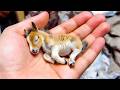 千年に一匹しか生まれない動物の赤ちゃん30