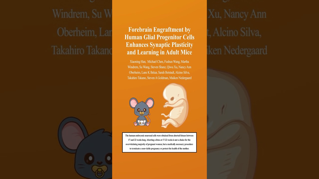 Super Mice With Human Brain Cells