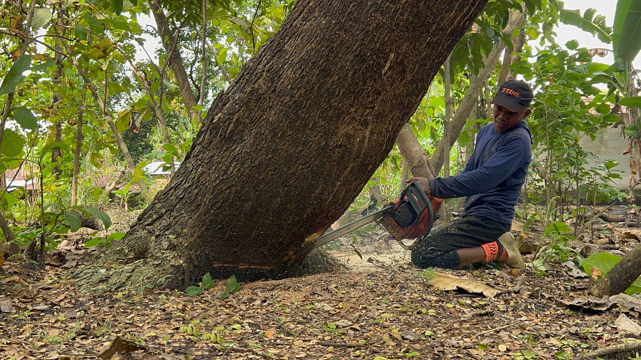 Dangerous challenge… The first tree is tilted, second tree Tall and slippery‼️