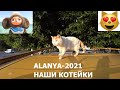 ALANYA Любимые котейки Кормим любимых котикоа Алания