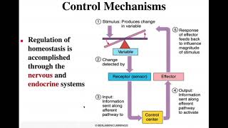BIO241 1 sp20 default