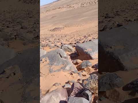 الرق سهول صحراوية جمال بلادي الجزائر