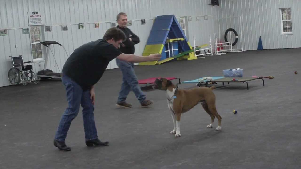 Aldens Kennels Inc. Dog Boarding Arlington Hts.IL. YouTube