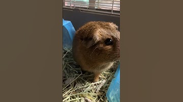 Thumbnail of What Do Guinea Pigs Sound Like? Cute Guinea Pig noises! Coco’s cute squeaks and wheeks!
