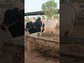 Cocktal patela 0032 bull #pitafilivestockfarm #cowfarming #bull #viralvideo #viralshort #animals