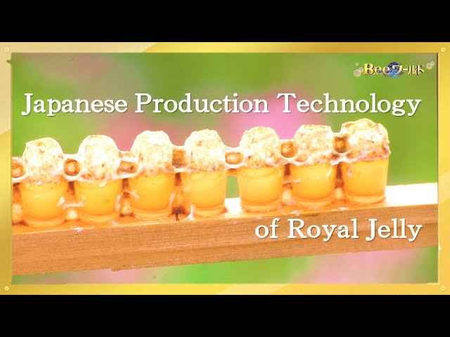 Japanese Production Technology of Royal Jelly(1/2) class=