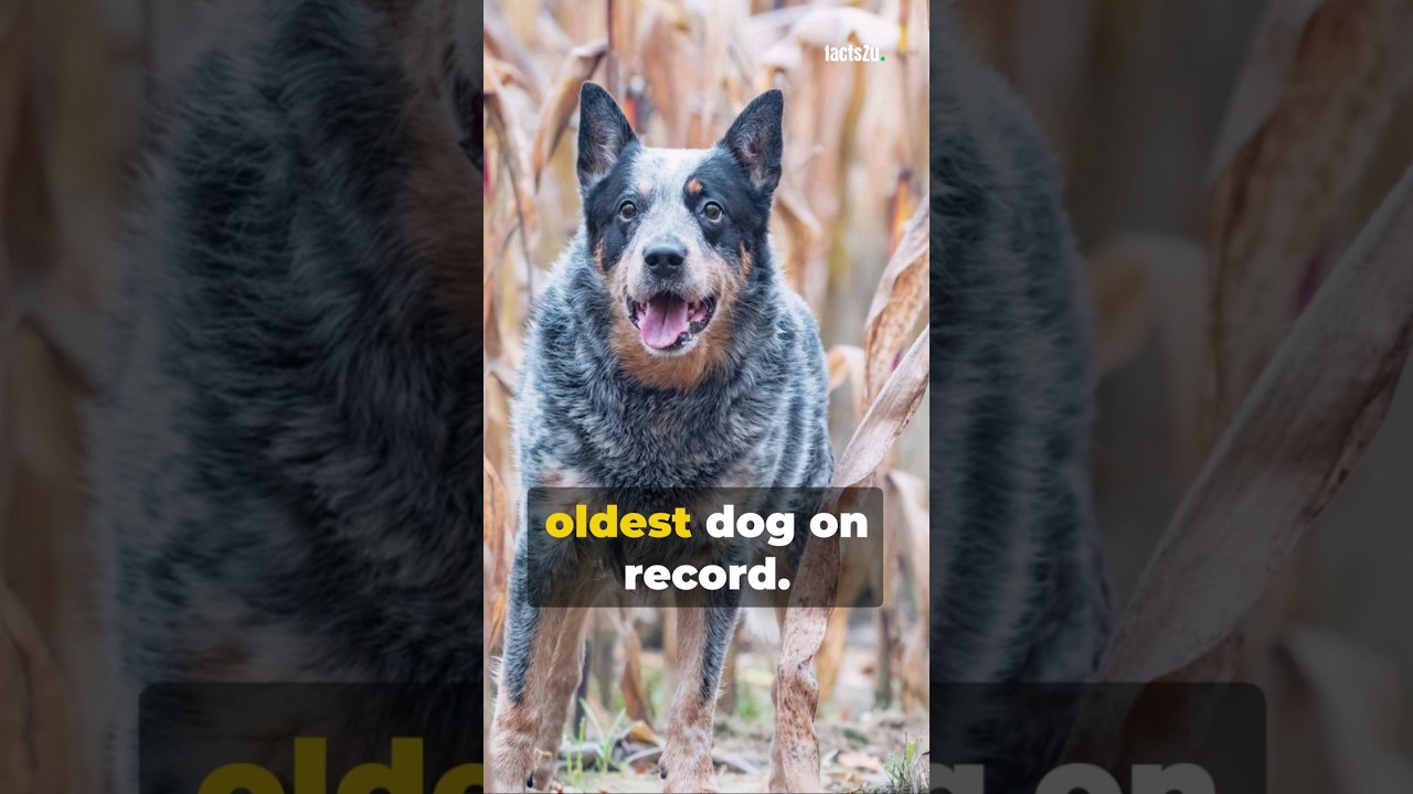 Discover the World's oldest Pooch!🔥🐕 