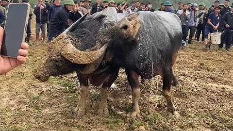 Chọi trâu Nghệ An || Văn 88 || TRÂU MÓC MẮT NAM ĐÀN vs TRÂU NỐI SỪNG THANH CHƯƠNG