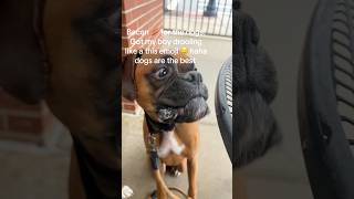 Does Your Dog Love Bacon So Much Theyre Drool ? Dogs Eating Bacon