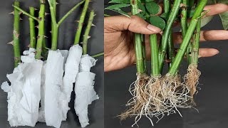 New way to grow rose from cutting with in 18 days