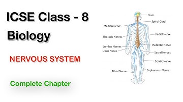 Nervous System Class 8  Nervous System Notes, Complete chapter explained in 1 video| Science classes