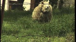 Village de Le Mesnil - Viroinval - Reportage 'Je t'aime, mais pas trop près'