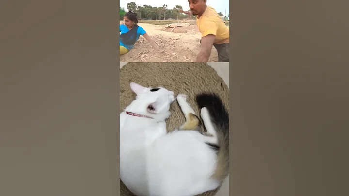 Video 4687821: laugh cute cat cutie, funny cat cutie, cat funny boy, cutie pets