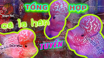 TỔNG HỢP CÁ LA HÁN #KAMFA #SRD tuyển đẹp săn sale cho anh em mùa dịch