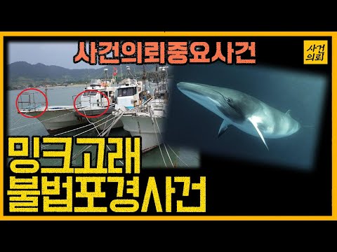 [중요사건] 엄청 복잡한 수사 - 불법포경선단 적발 대작전