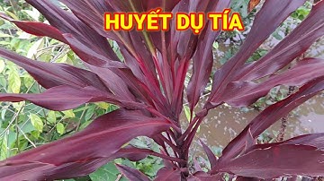 Cách Nhận Biết cây Huyết Dụ Tía và Cây Huyết Dụ Trắng hỗ trợ sức khỏe.