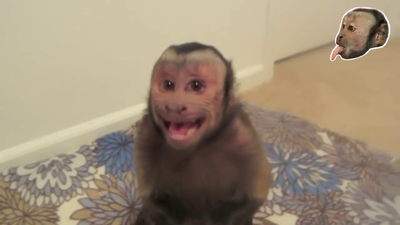 pet capuchin monkey