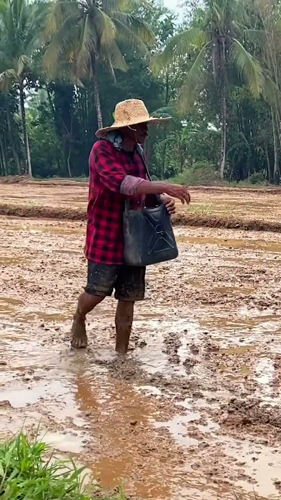 Sabog Palay Technique!! 😃😃 #rice #farming #pinoy #farm #yt #ytshorts #youtubeshorts #agriculture
