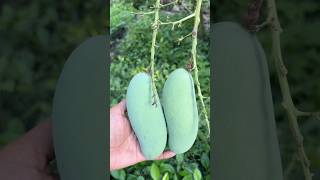Thai yellow banana mango 🥭 🥭#amazing #fruit #mango #video #farming #satisfying #wow #shorts