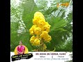 த மல க க ச ம அகத த Senna Leaves For Skin Problems Shorts 