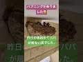 #つばめ #癒し #ツバメの巣 #ツバメ #birds #野鳥